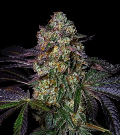 Kushmallow  (Pure Instinto Seeds) Cannabis Seeds