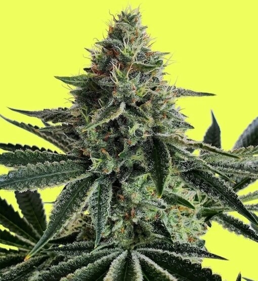 Lemon Storm (Pure Instinto Seeds) Cannabis Seeds