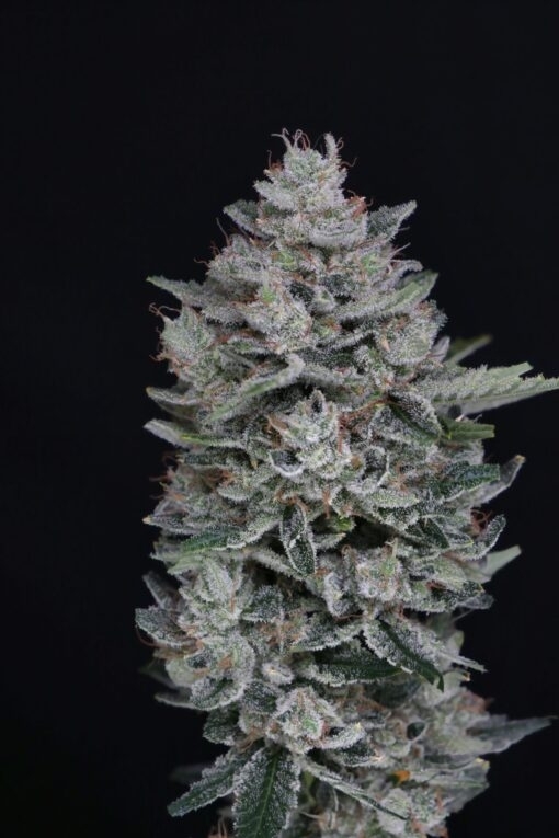 MAC2 Auto (Pure Instinto Seeds) Cannabis Seeds