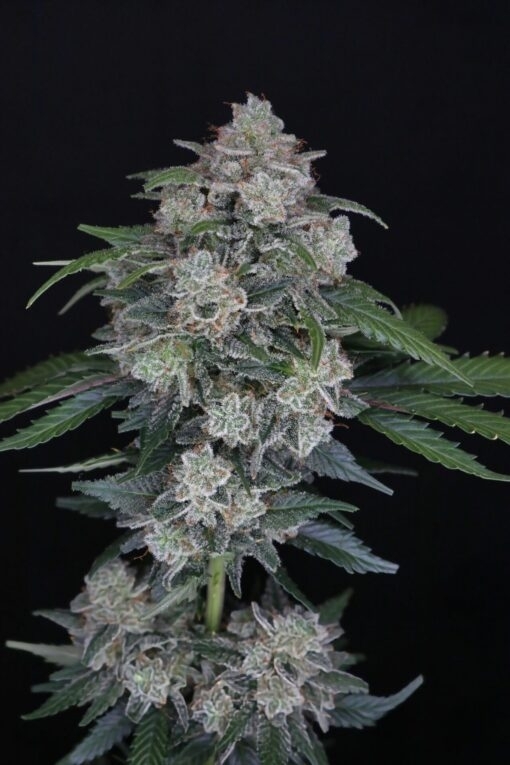 MAK OG Auto (Pure Instinto Seeds) Cannabis Seeds