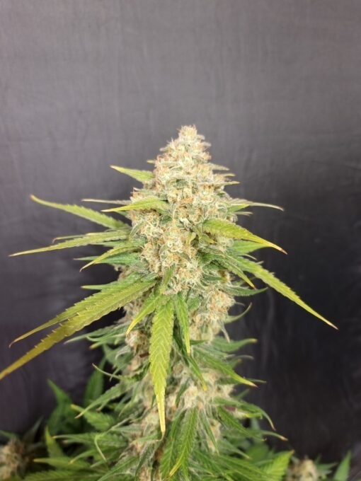 Melon Gum (Pure Instinto Seeds) Cannabis Seeds