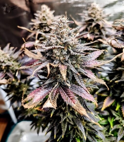 Mimosa(Pure Instinto Seeds) Cannabis Seeds