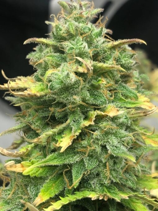 Mimosa Cake Auto (Pure Instinto Seeds) Cannabis Seeds