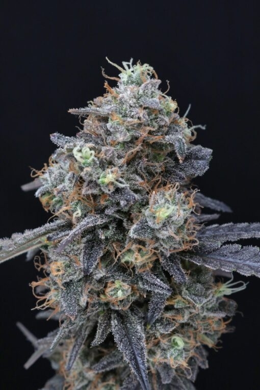 Minty Grape Kush (Pure Instinto Seeds) Cannabis Seeds