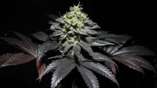 Peanut Butter Cookies (Pure Instinto Seeds) Cannabis Seeds