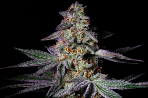 Pure Glitter (Pure Instinto Seeds) Cannabis Seeds