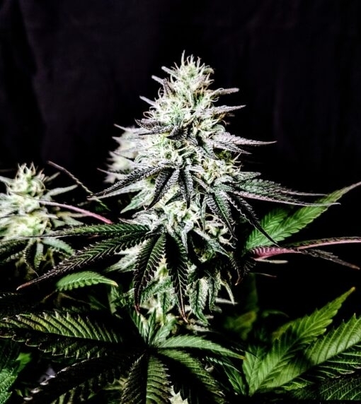 Pure Ice-Cream (Pure Instinto Seeds) Cannabis Seeds