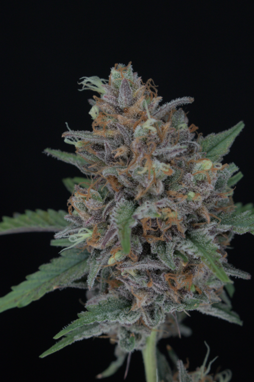 Purple Punch Auto (Pure Instinto Seeds) Cannabis Seeds