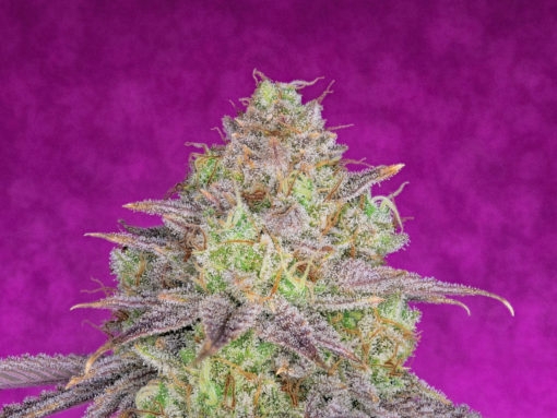 Shiskaberry (Pure Instinto Seeds) Cannabis Seeds