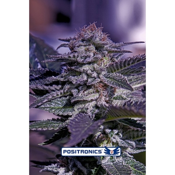 Kush Express Cannabis Seeds