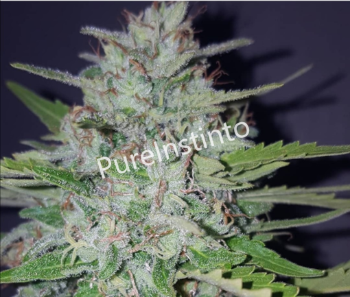 ShotGun Auto(Pure Instinto Seeds) Cannabis Seeds