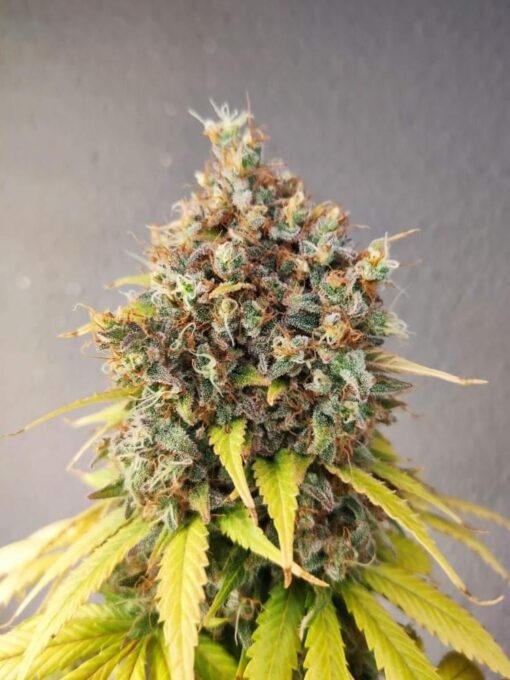 Smoothie (Pure Instinto Seeds) Cannabis Seeds