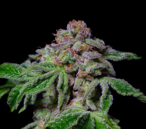 Sour Aloha (Pure Instinto Seeds) Cannabis Seeds