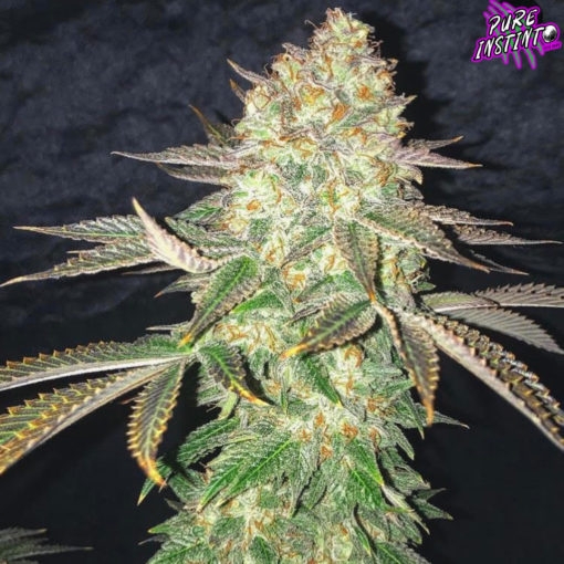 Spooky OG (Pure Instinto Seeds) Cannabis Seeds
