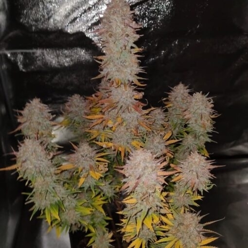 Sticky Gorilla 4 (Pure Instinto Seeds) Cannabis Seeds