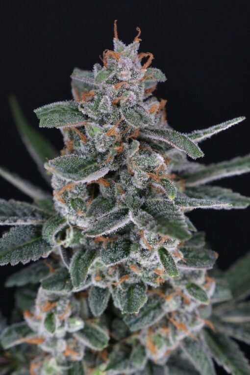 Tri-Whip Kush Auto (Pure Instinto Seeds) Cannabis Seeds