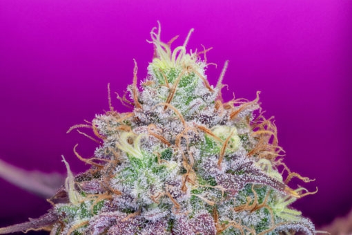 Watermelon Zkittles (Pure Instinto Seeds) Cannabis Seeds