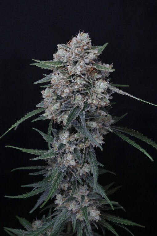 Whipped Runtz Auto (Pure Instinto Seeds) Cannabis Seeds