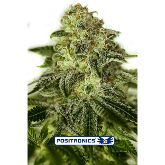 Glory OG Cannabis Seeds