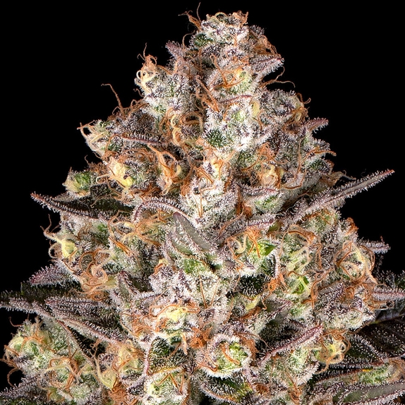 Hindu Kush (Barneys Farm Seeds) Cannabis Seeds