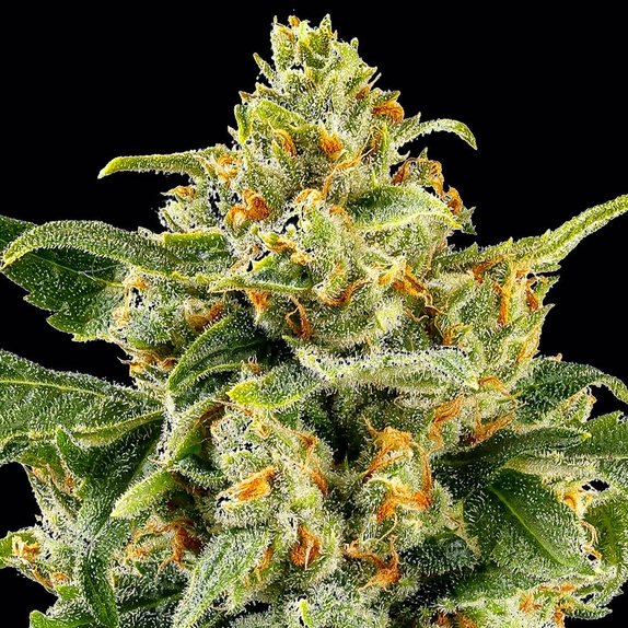 Skunk 1 (Barneys Farm Seeds) Cannabis Seeds