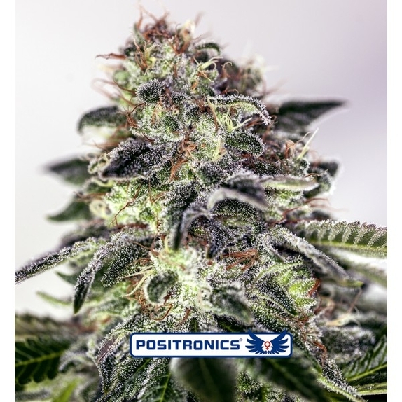 Sticky Dream Express Cannabis Seeds