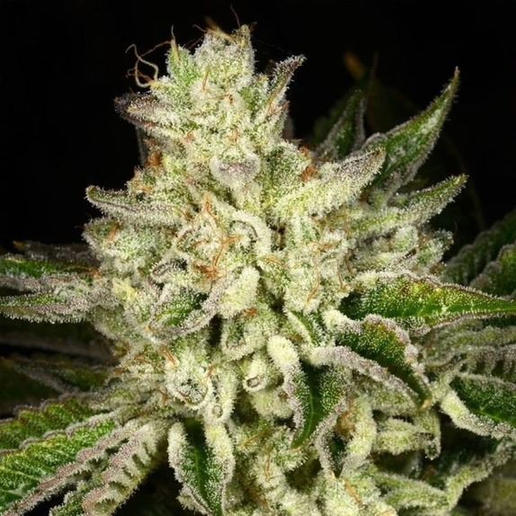 Duct Tape Feminized (Archive Seedbank) Cannabis Seeds