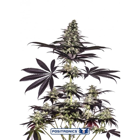 CBD + Caramelice Express Cannabis Seeds