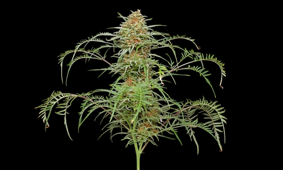 Freakshow Auto (Discreet Seeds Bulk) Cannabis Seeds