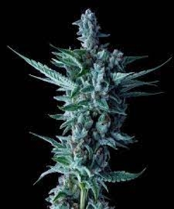 Citrus Skunk Auto Feminised (Discreet Seeds Bulk) Cannabis Seeds