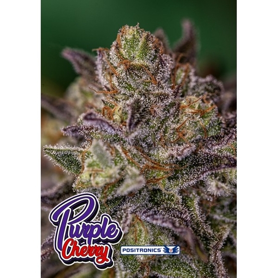Purple Cherry Cannabis Seeds