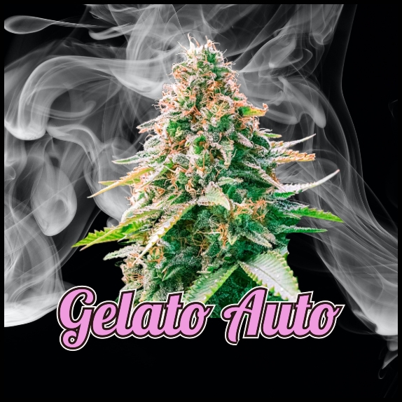 Gelato Auto Feminised (Discreet Seeds Bulk) Cannabis Seeds
