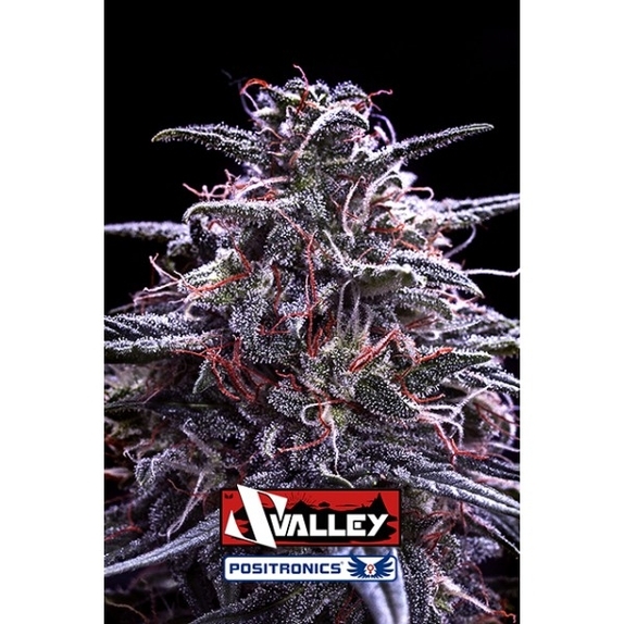 Z Valley Cannabis Seeds