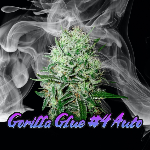 Gorilla Glue #4 Auto feminised (Discreet Seeds Bulk) Cannabis Seeds