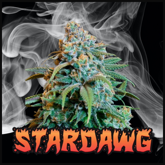 Stardawg Feminised (Discreet Seeds Bulk) Cannabis Seeds