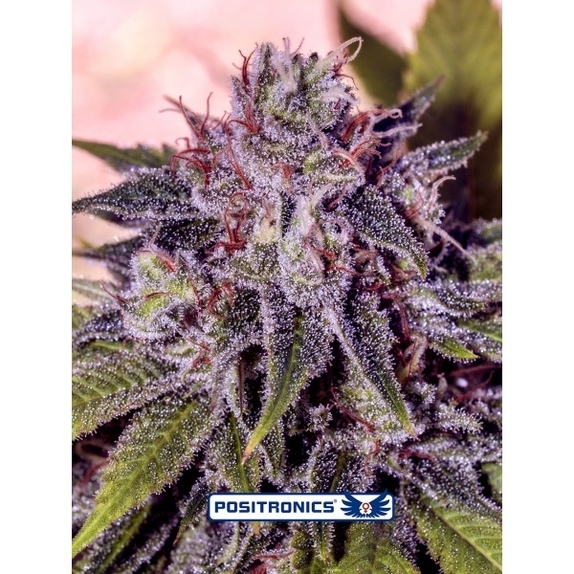 Gordo Master Kush Cannabis Seeds