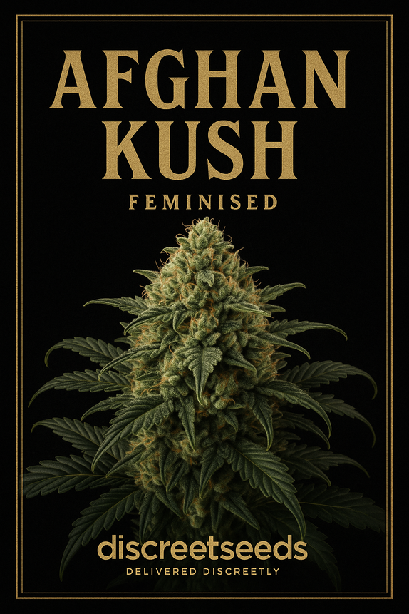Afghan Kush Feminised (Discreet Seeds Bulk) Cannabis Seeds
