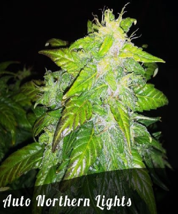 Northern Lights auto feminised (Discreet Seeds Bulk) Cannabis Seeds
