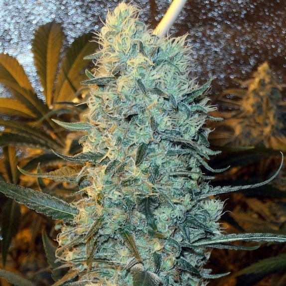 Power Plant feminised (Discreet Seeds Bulk) Cannabis Seeds