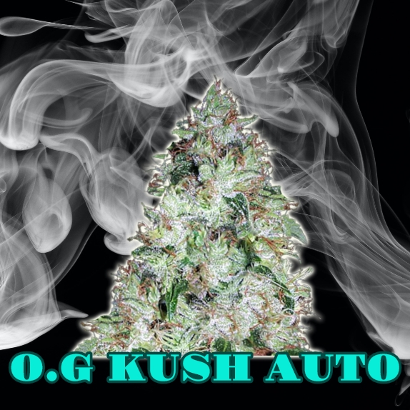 O.G Kush Auto Feminised (Discreet Seeds Bulk) Cannabis Seeds