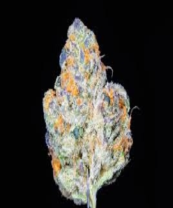 Do-si-dos Auto Feminised (Discreet Seeds Bulk) Cannabis Seeds
