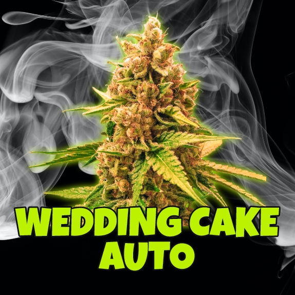 Wedding Cake Auto Feminised (Discreet Seeds Bulk) Cannabis Seeds