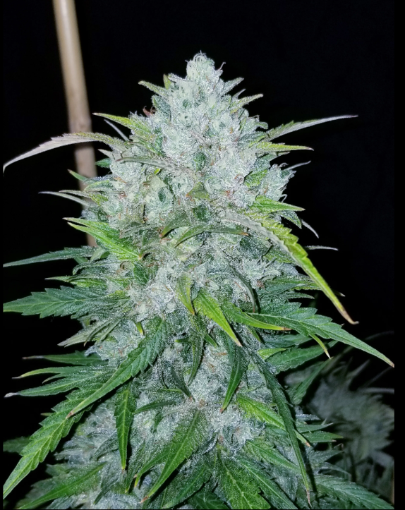 Bruce Banner #3 Auto Feminised Cannabis Seeds