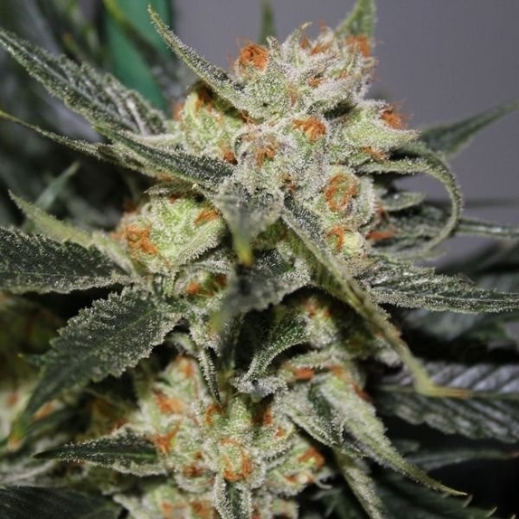 Strawberry Cheesecake Feminised ( Discreet Seeds ) Cannabis Seeds