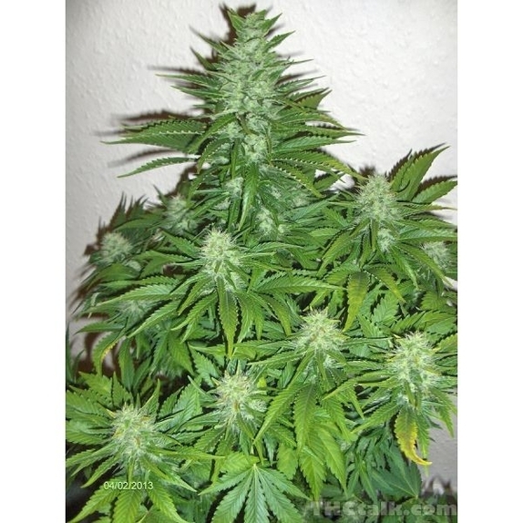 King Kong Auto ( Discreet Seeds ) Cannabis Seeds
