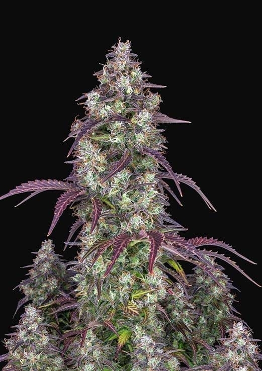 Lemon Pie Auto Cannabis Seeds