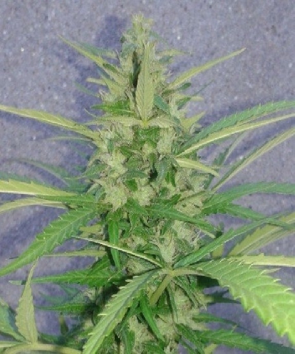 Mamba Auto(Discreet Seeds Bulk) Cannabis Seeds