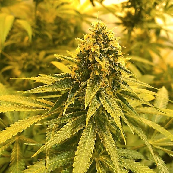 Sour Tangie Feminised (Discreet Seeds Bulk) Cannabis Seeds