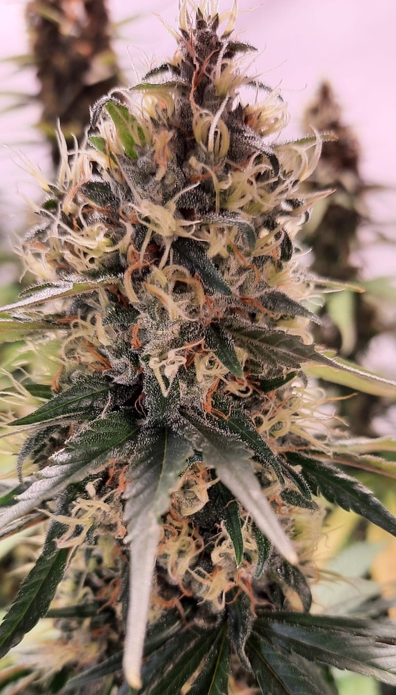 Manumbally Madness Feminised (Discreet Seeds Bulk) Cannabis Seeds