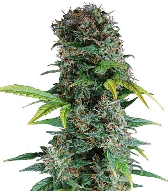 Somango Auto (Discreet Seeds Bulk) Cannabis Seeds